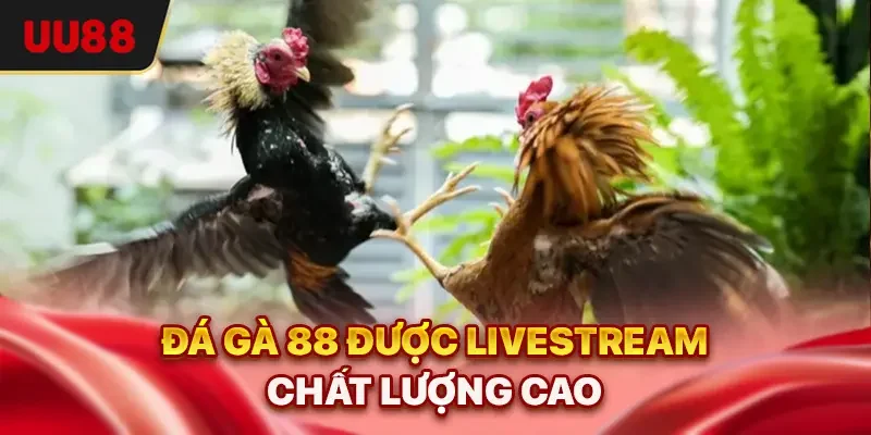 Đá gà 88 được livestream chất lượng cao