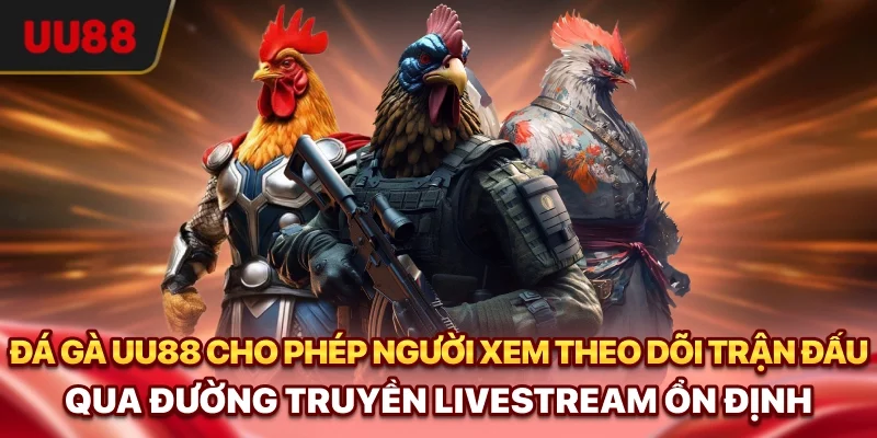 Đá gà UU88 cho phép người xem theo dõi trận đấu qua đường truyền livestream ổn định