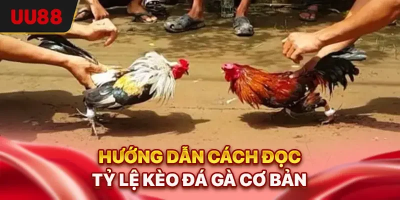 Hướng dẫn cách đọc tỷ lệ kèo đá gà cơ bản