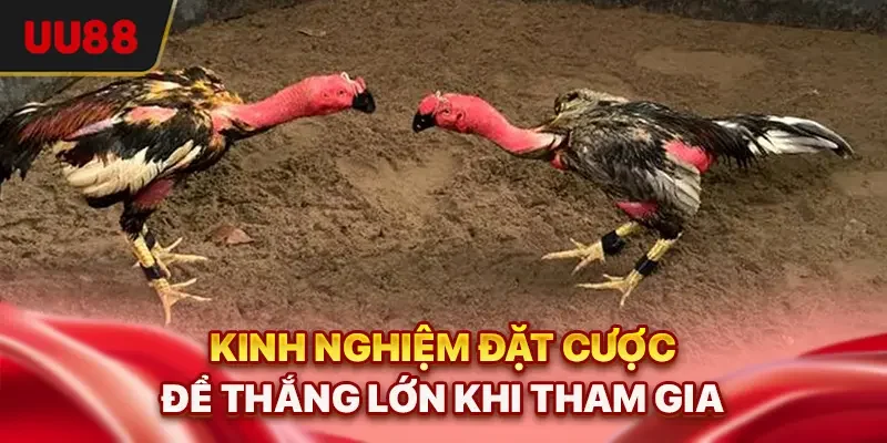 Kinh nghiệm đặt cược để thắng lớn khi tham gia